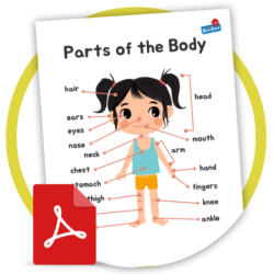 Partes del cuerpo (español - inglés)